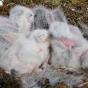 Snowy owl chicks in the nest.